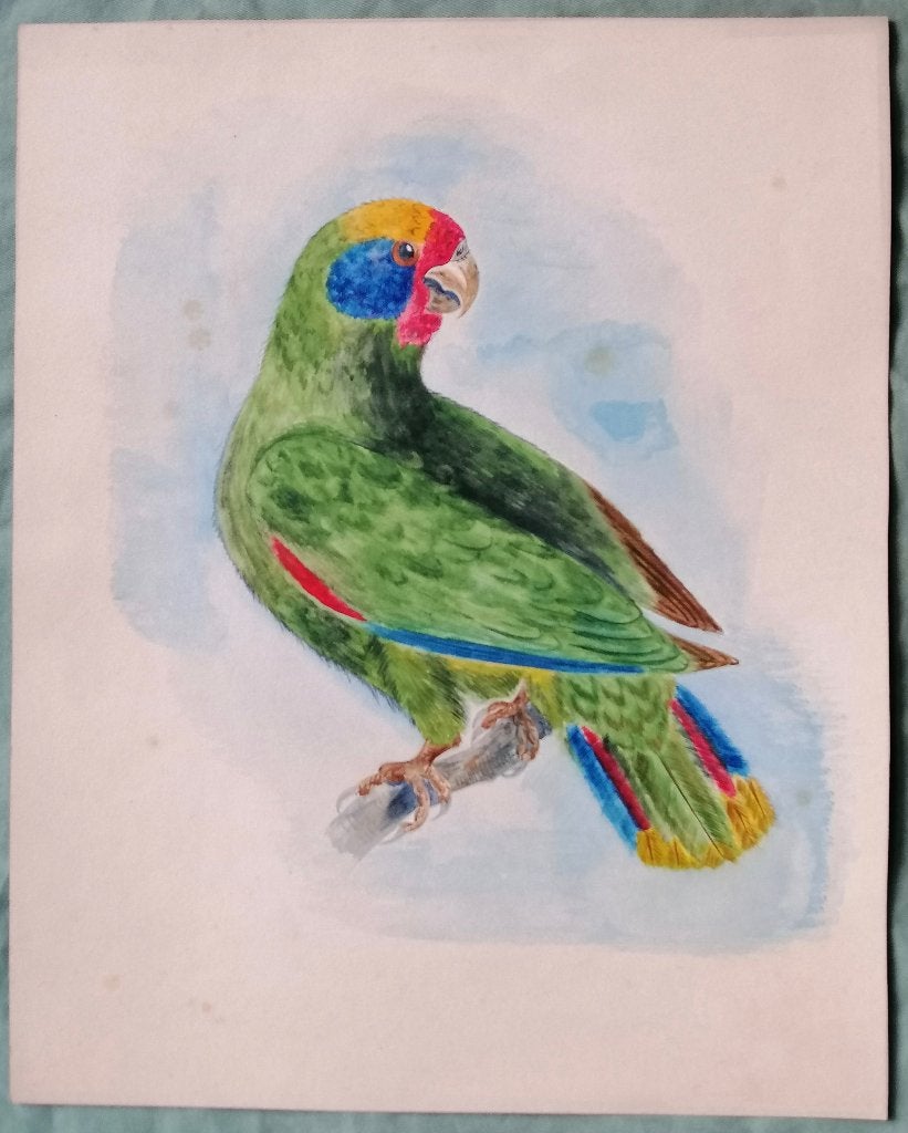 Aquarel van papegaai., Antiek en Kunst, Kunst | Schilderijen | Klassiek, Dieren, Ophalen of Verzenden, Origineel werk, Papier