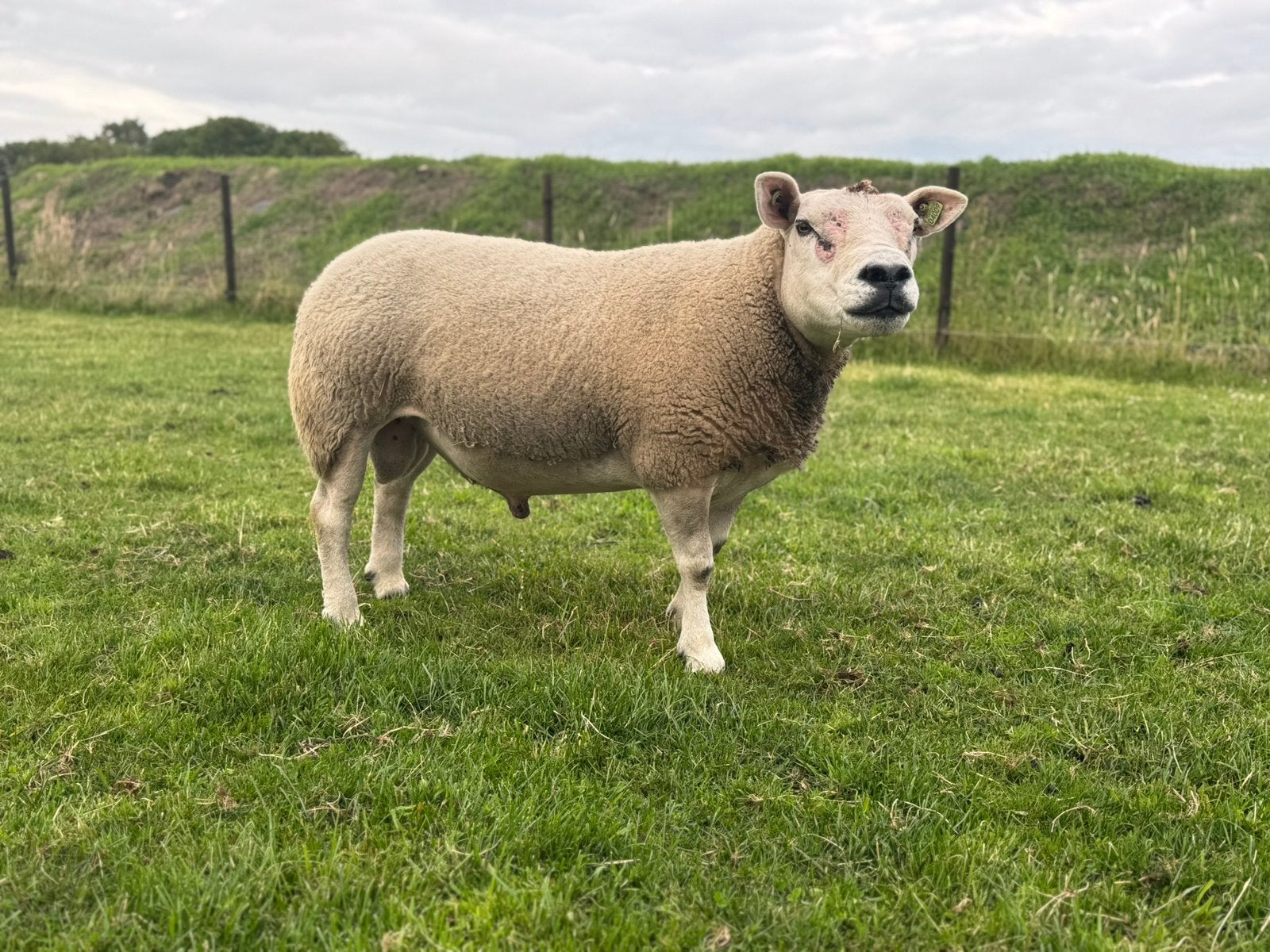 3 jarige Engelse/Britse Texelaar dekram (stamboek/zwoegevrij, Mannelijk, Schaap