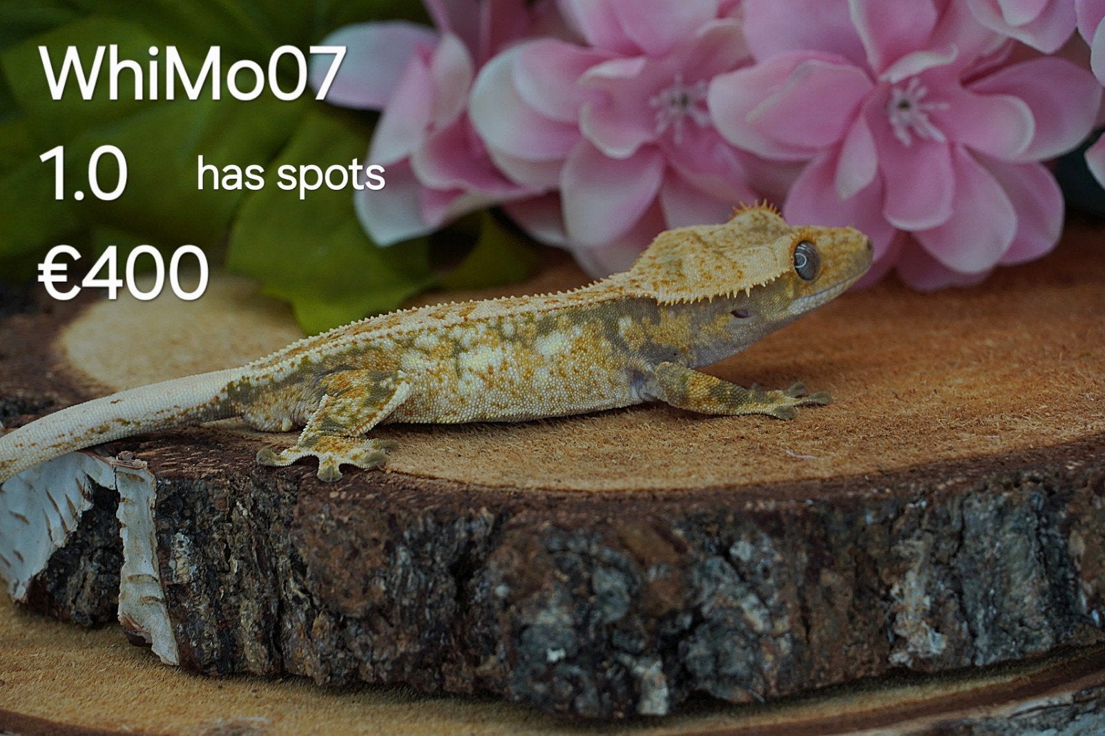 Wimpergekko Man C.Ciliatus, Hagedis, Tam, 0 tot 2 jaar