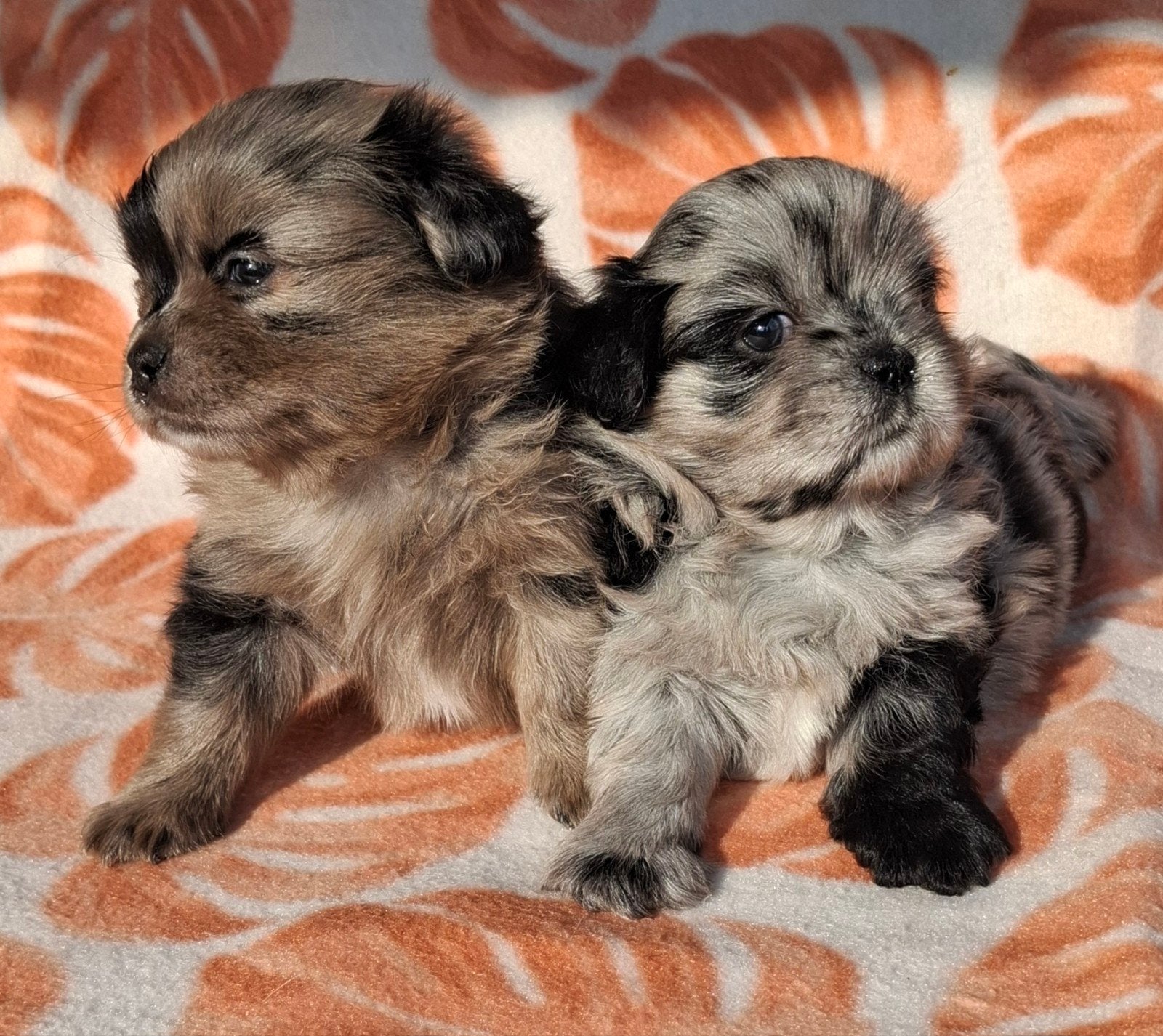 Prachtige unieke Shiranian (F1) pups (Shih Tzu x  pomeriaan), 8 tot 15 weken, Meerdere, Meerdere dieren, Klein