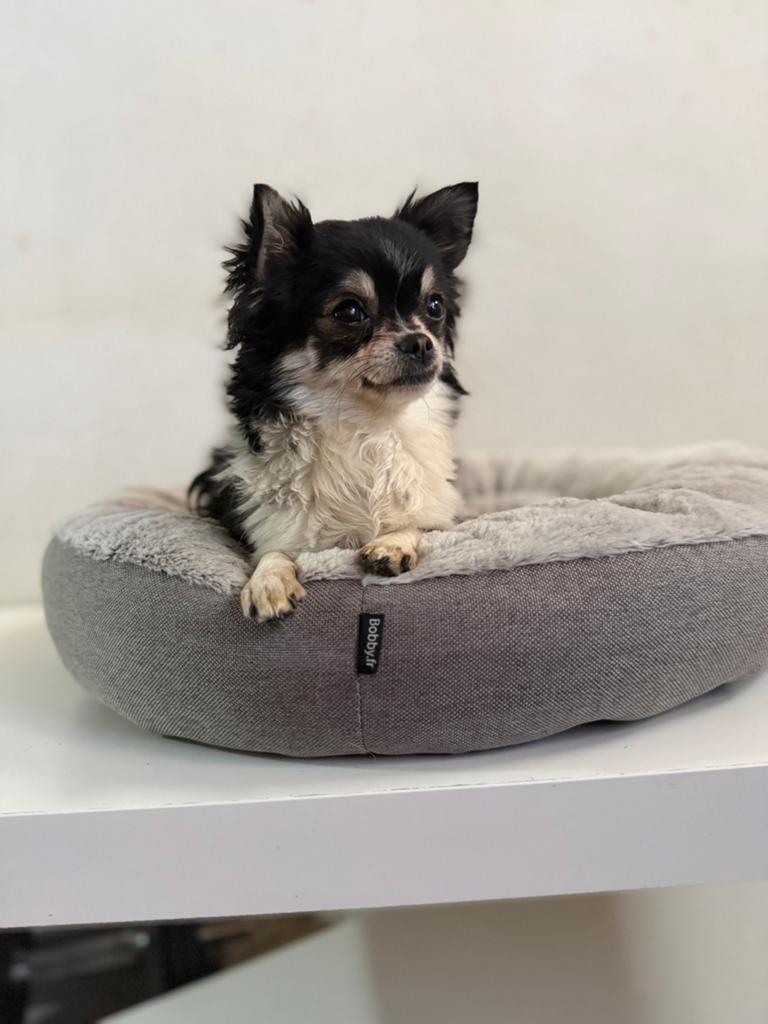 Lief klein Chihuahua teefje zoekt gouden mandje, België, Particulier, 1 tot 2 jaar, Teef