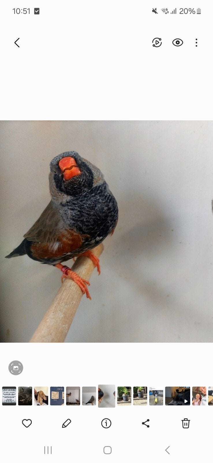 charcoal man, Dieren en Toebehoren, Mannelijk, Geringd