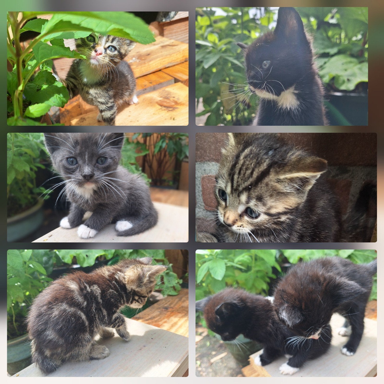 Kittens, mogen bijna weg, Meerdere dieren