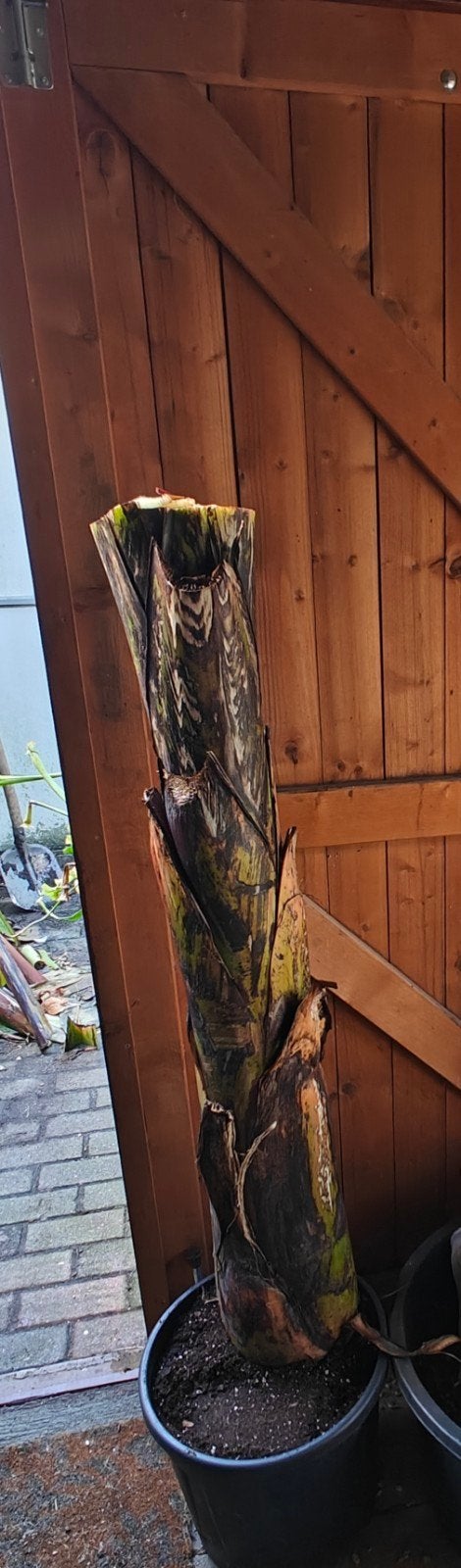 grote ensete maurelli, Overige soorten, 100 tot 250 cm, Ophalen, Volle zon