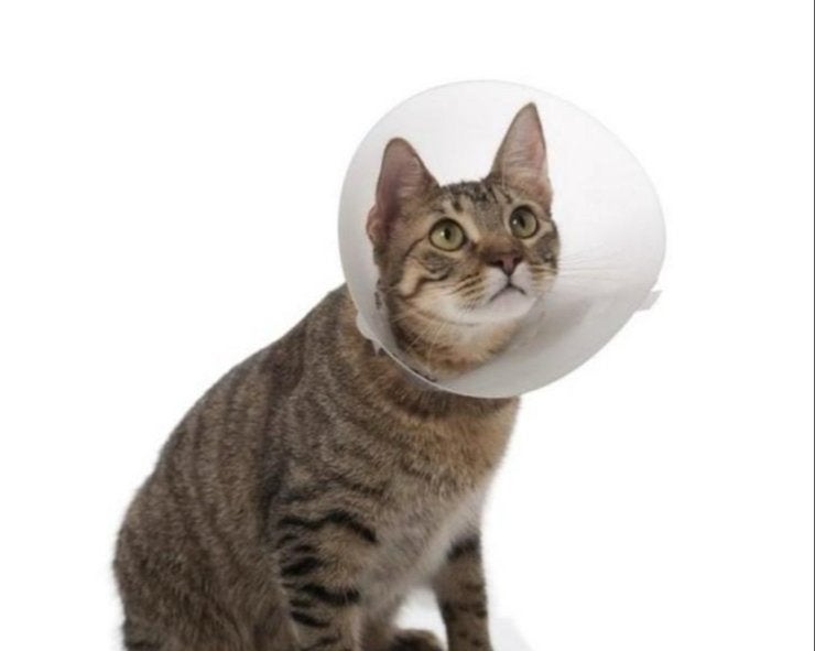 Een e-collar (Elizabethan collar) of kraag voor katten, Ophalen of Verzenden, Zo goed als nieuw