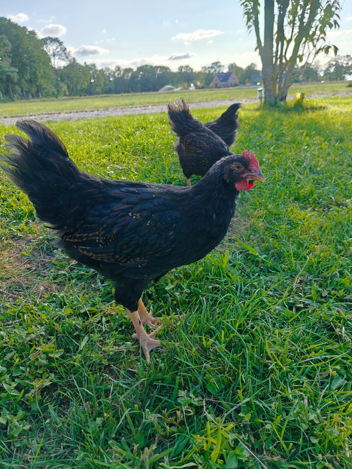 Twee barnevelders haantjes, Dieren en Toebehoren, Pluimvee, Mannelijk, Kip