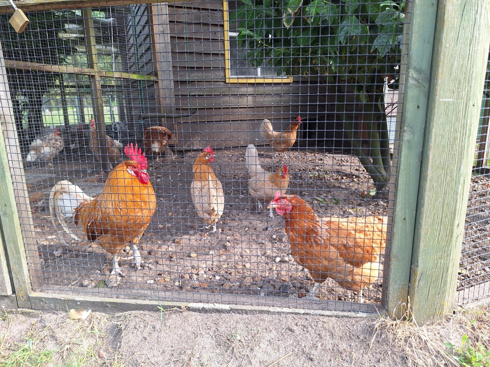 friese hoen haan met 4 hennen geel, Meerdere dieren, Kip