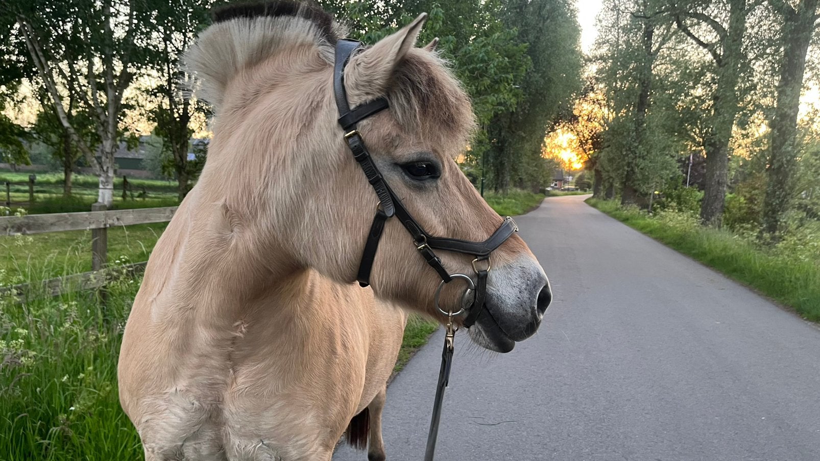 Verzorger wandelaar knuffelaar, Ruiter of Bijrijder