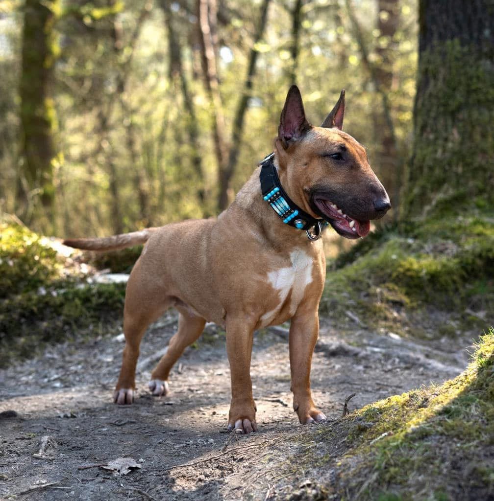 Miniatuur bull terrier teefje met stamboom, 6 jaar of ouder, Particulier, Buitenland, Teef