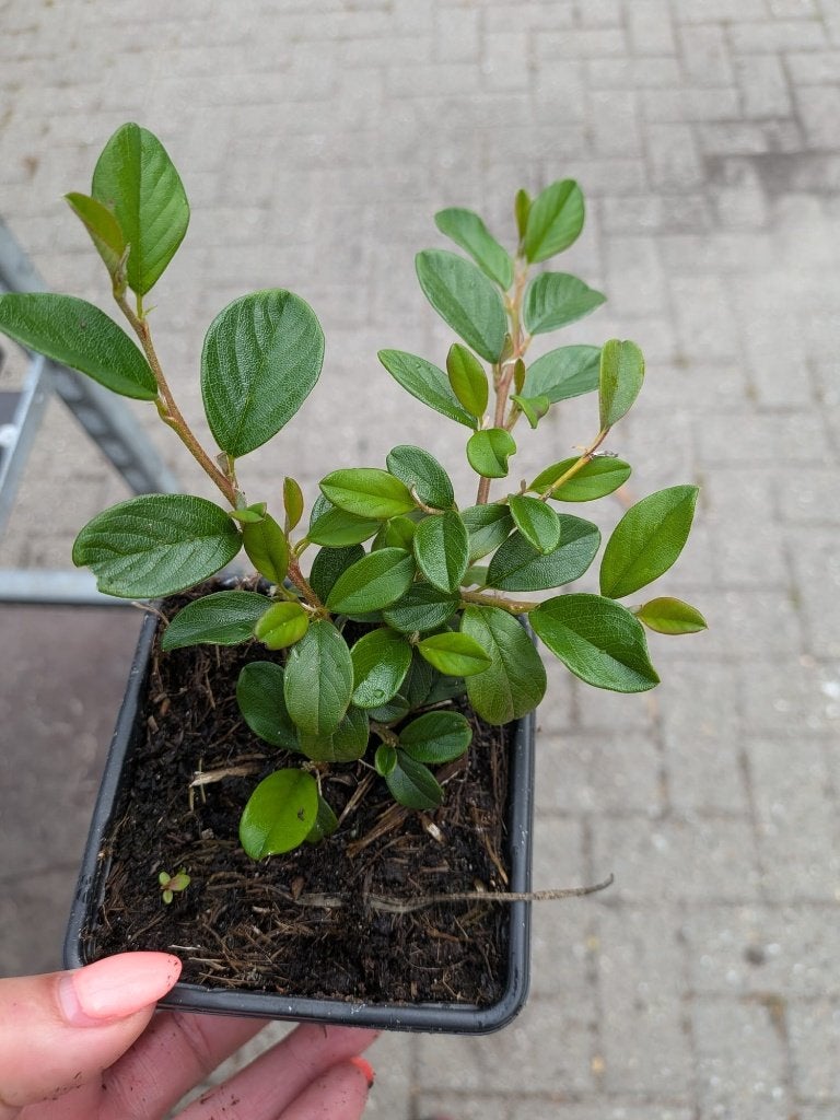 Cotoneaster dammeri – Dwergmispel – P9, Tuin en Terras, Ophalen, Bodembedekkers, Volle zon, Vaste plant