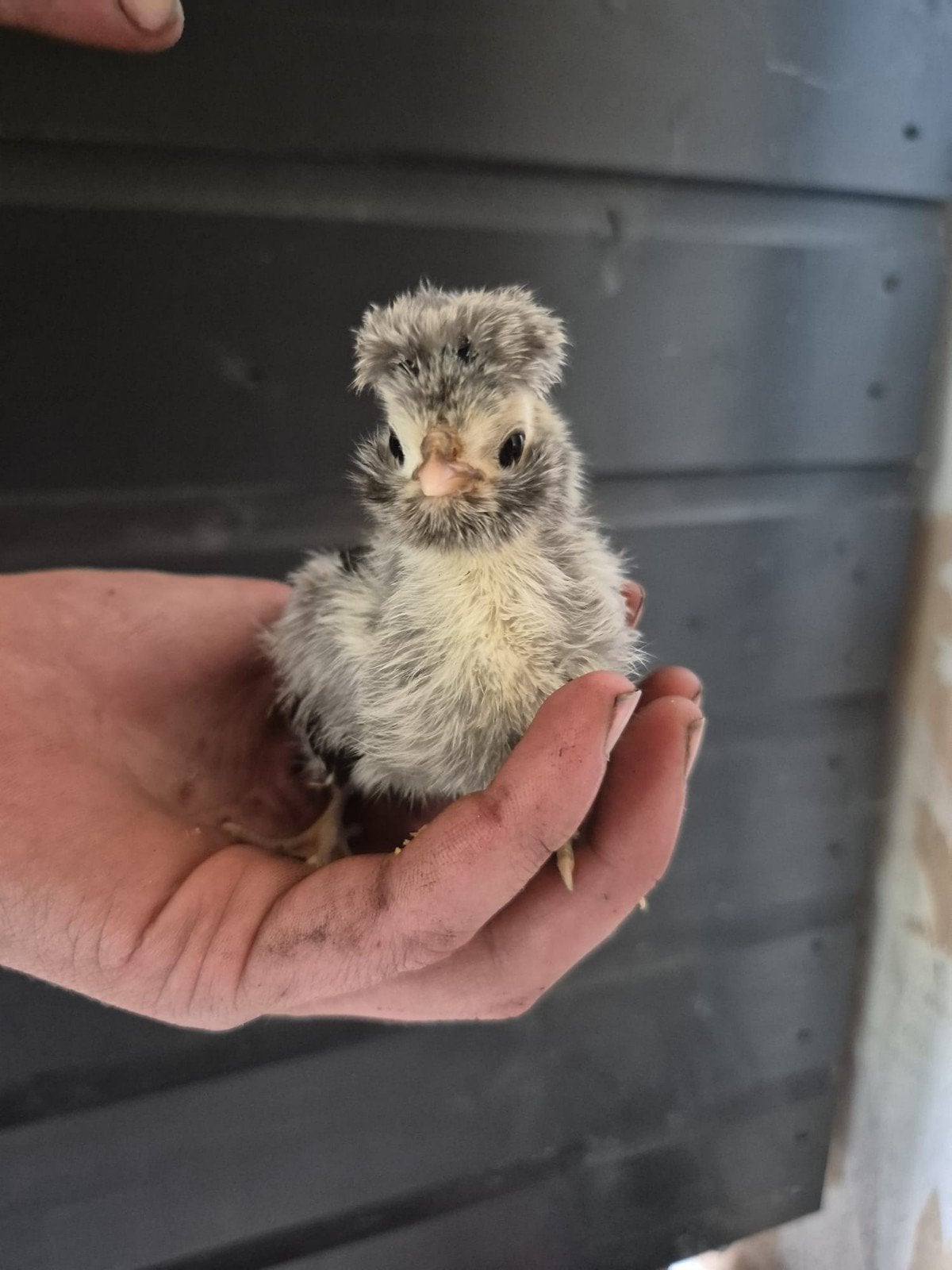 baardkuifhoen en brabanter kriel, Dieren en Toebehoren, Meerdere dieren, Kip
