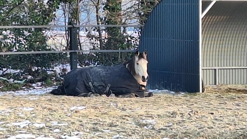 11 jarige Cruzado Merrie (valkkleur), Dieren en Toebehoren, Paarden, Merrie, Recreatiepaard