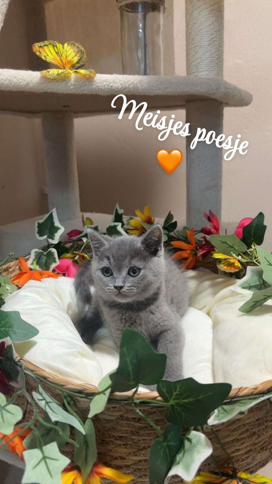 Britse korthaar kittens, Poes, Ontwormd