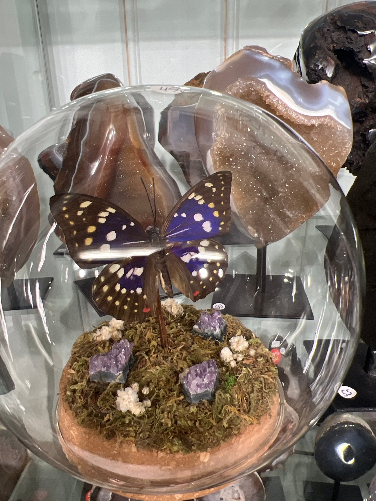 Opgezette vlinder in glazen stolp met amethistkristallen, Ophalen of Verzenden, Nieuw, Insect, Opgezet dier