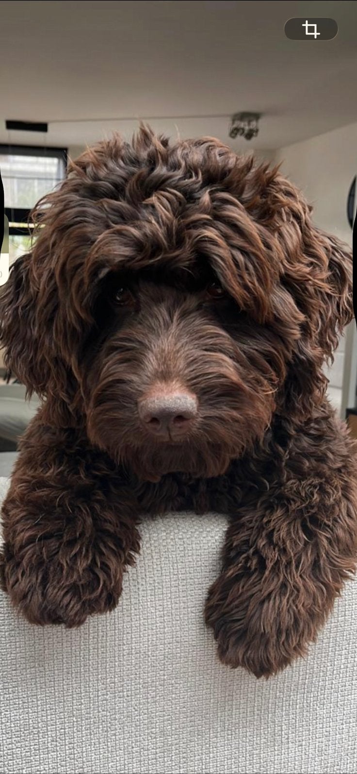 Chocolade medium labradoodle pups met Australian bloed, Parvo, Overige rassen, 8 tot 15 weken, Meerdere