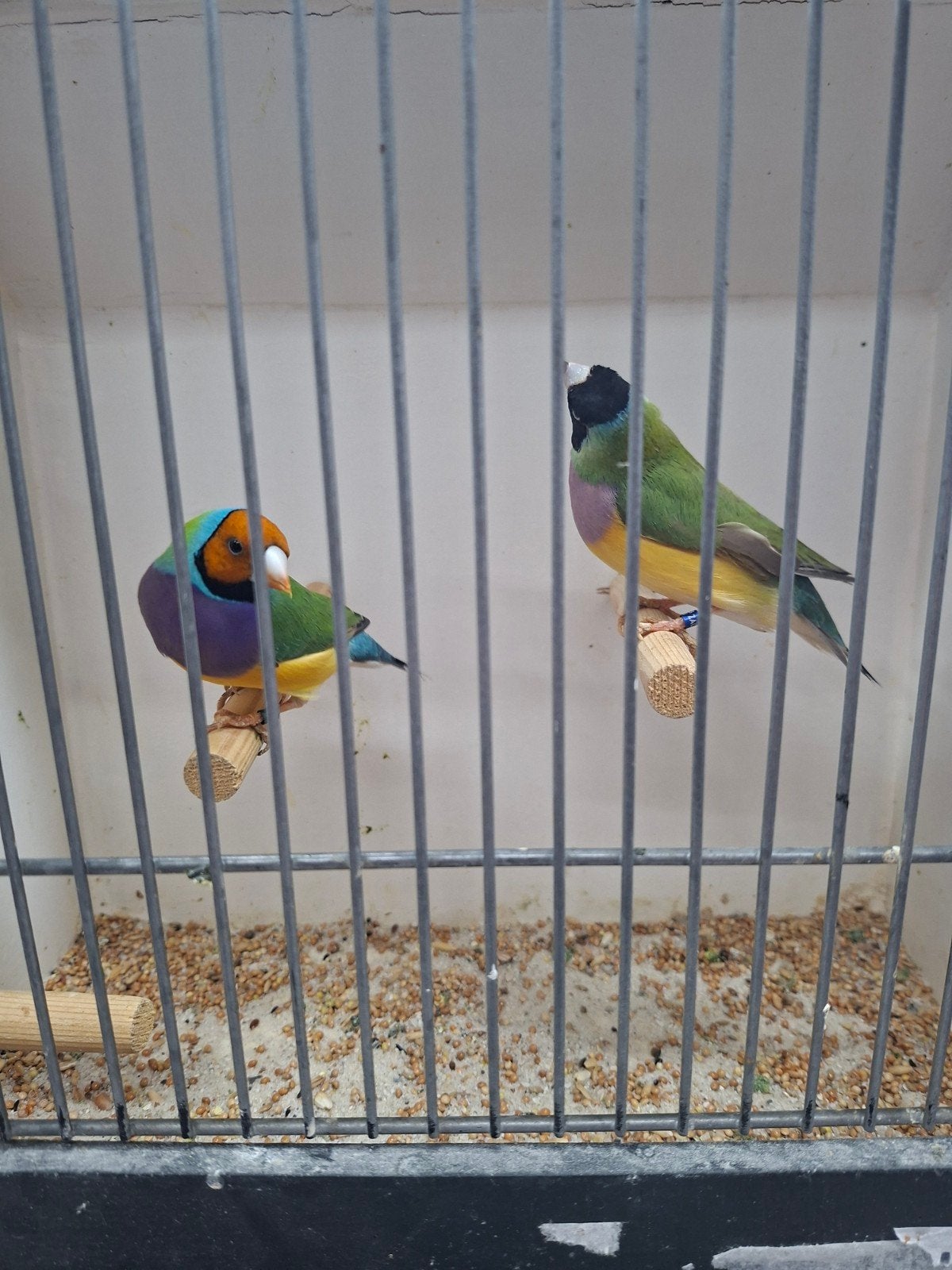 koppel gouldamedine, Dieren en Toebehoren