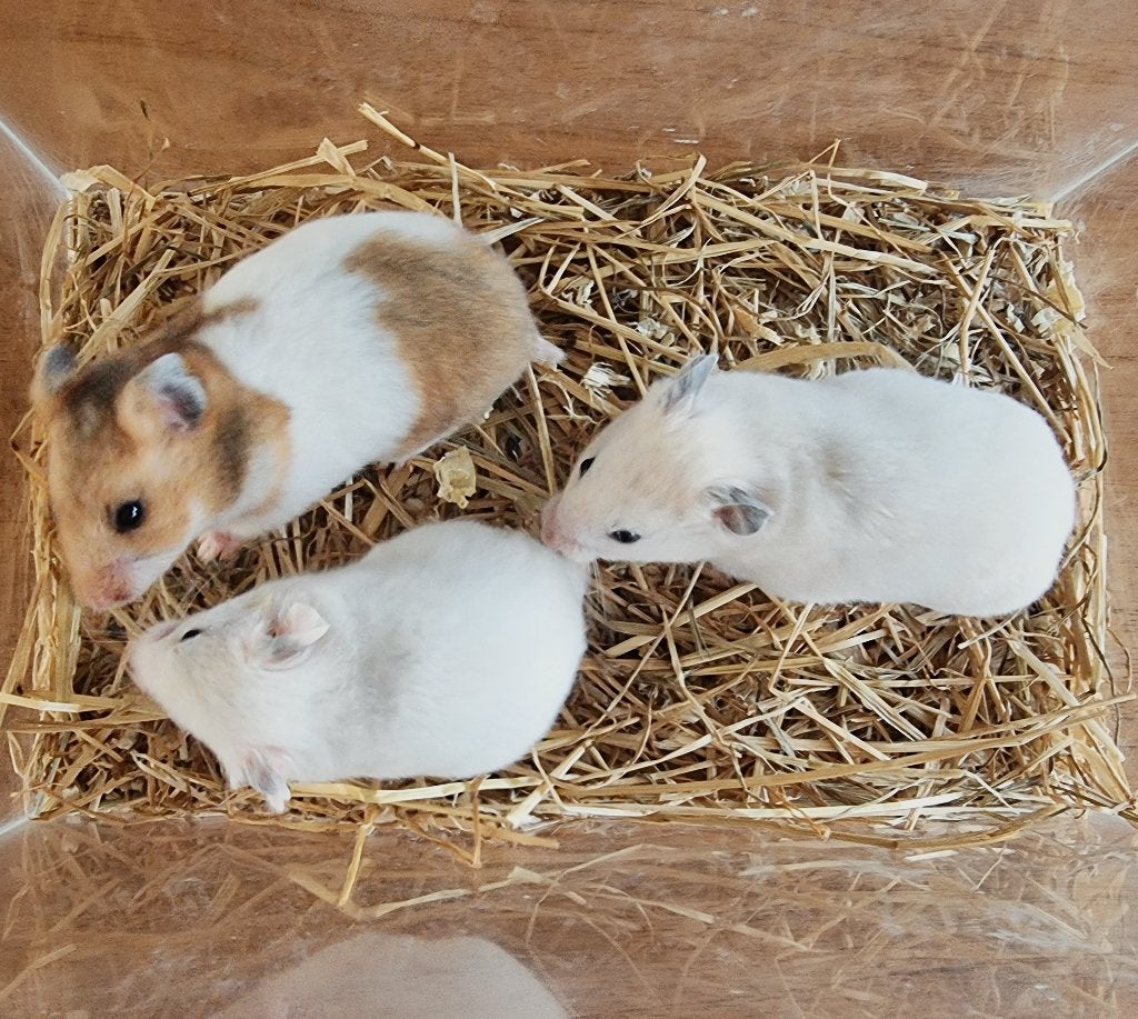 Lieve jonge goudhamsters, handtam en lief, Dieren en Toebehoren, Hamster, Meerdere dieren, Tam, September