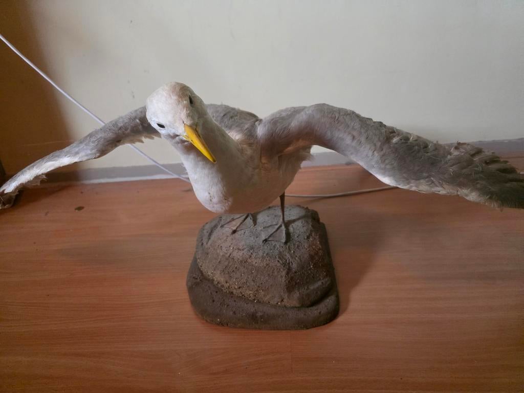 Opgezette Zilvermeeuw - Taxidermie, Ophalen, Gebruikt, Vogel, Opgezet dier