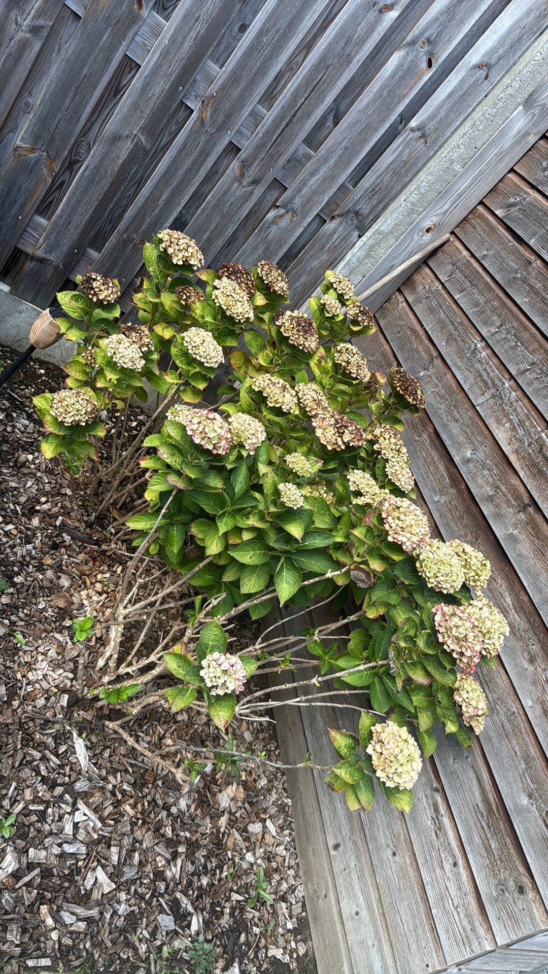 Hortensia's (2 stuks), Ophalen, Overige soorten, Halfschaduw
