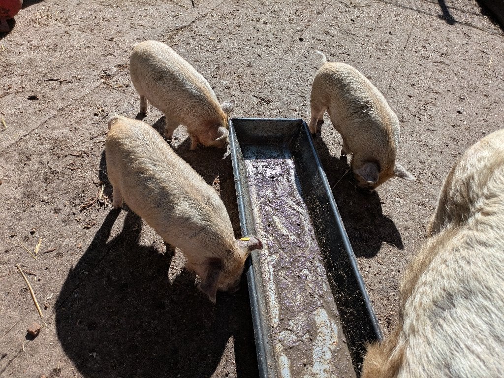 3 Kune kune biggen, Meerdere dieren, Varken, 0 tot 2 jaar
