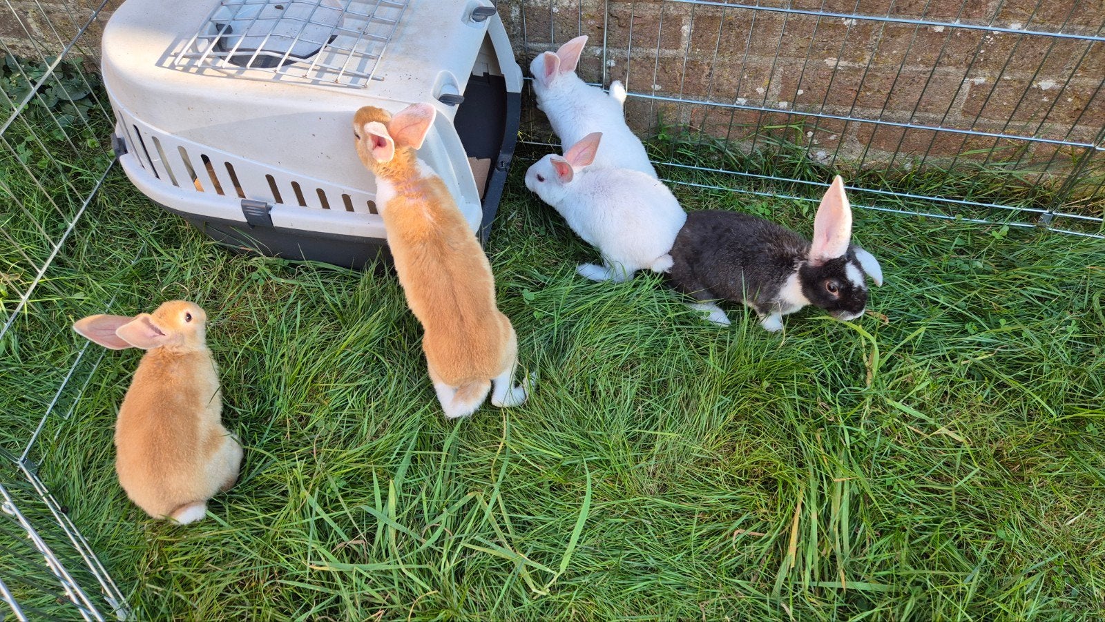 Jonge konijntjes Nieuw-Zeelander X Vlaamse reus, Dieren en Toebehoren, Konijnen, Vrouwelijk, Middelgroot, 0 tot 2 jaar