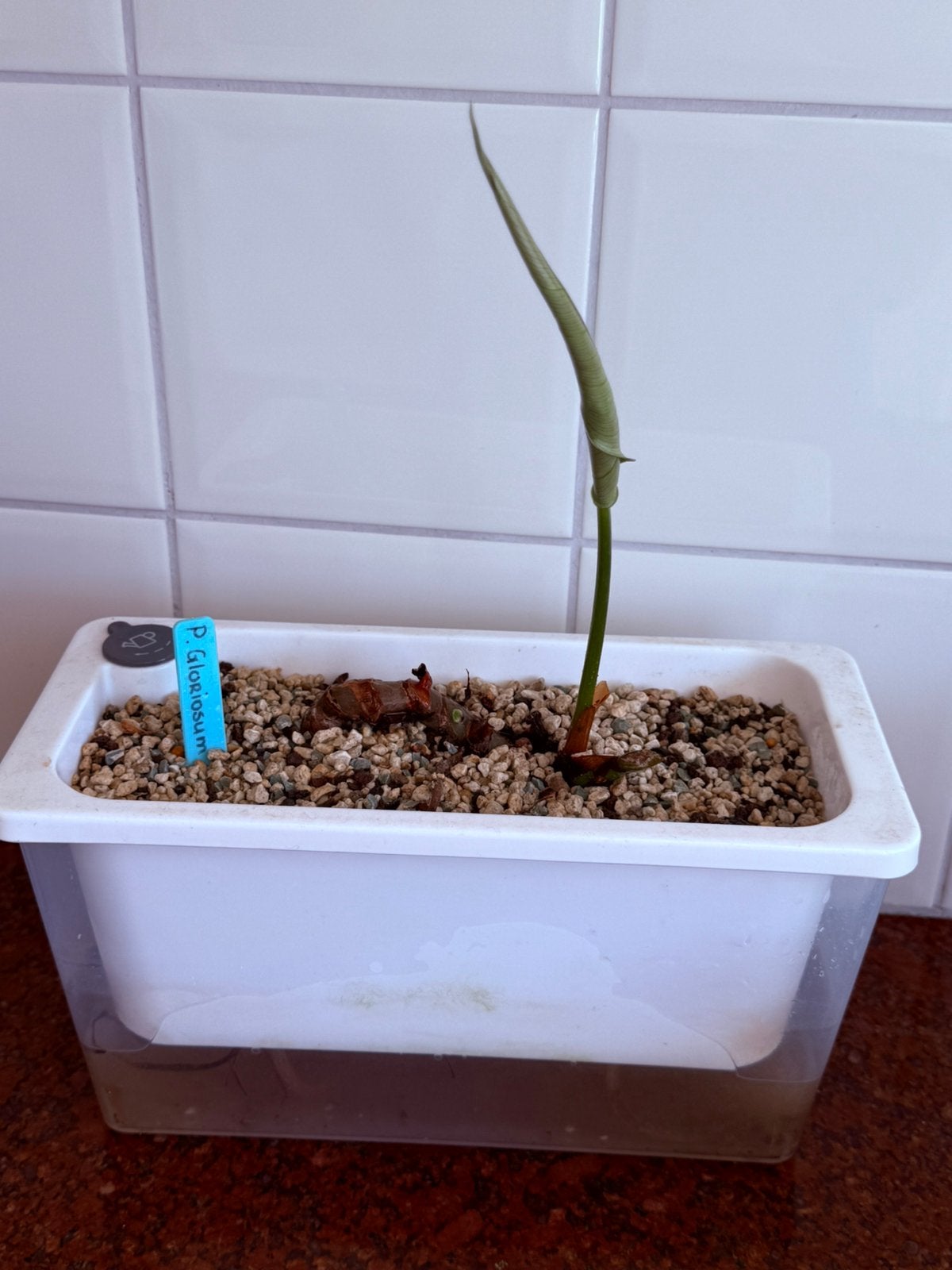 Philodendron gloriosum, Ophalen, Halfschaduw, Minder dan 100 cm