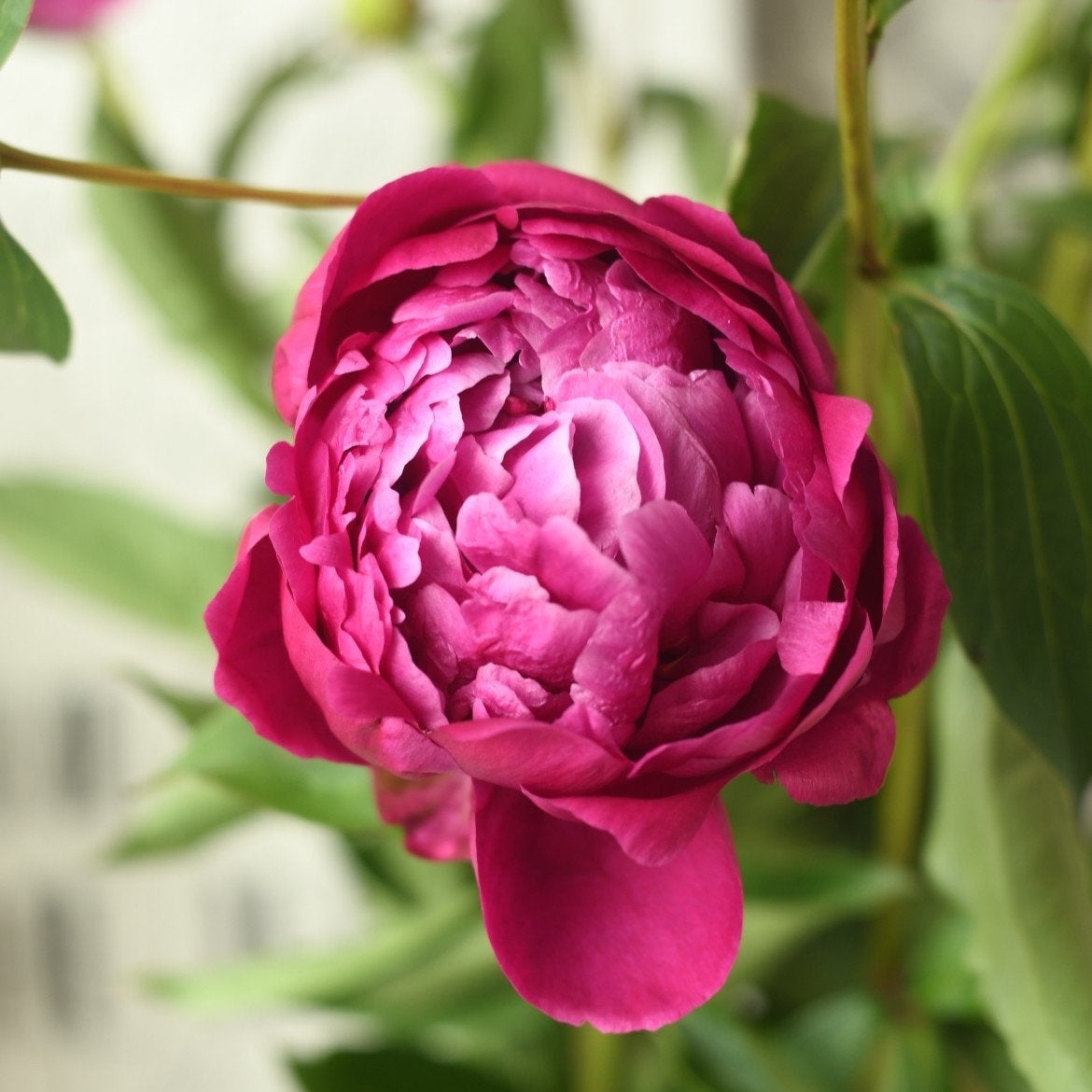 Pioenrozen XXL Vaste Plant - Prachtige Bloeier voor uw Tuin, Volle zon, Vaste plant, Lente, Ophalen
