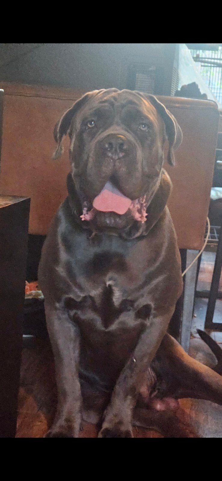 pups.  Amerikaanse stafford kruising cane corso., 8 tot 15 weken, Meerdere, Meerdere dieren, CDV (hondenziekte)