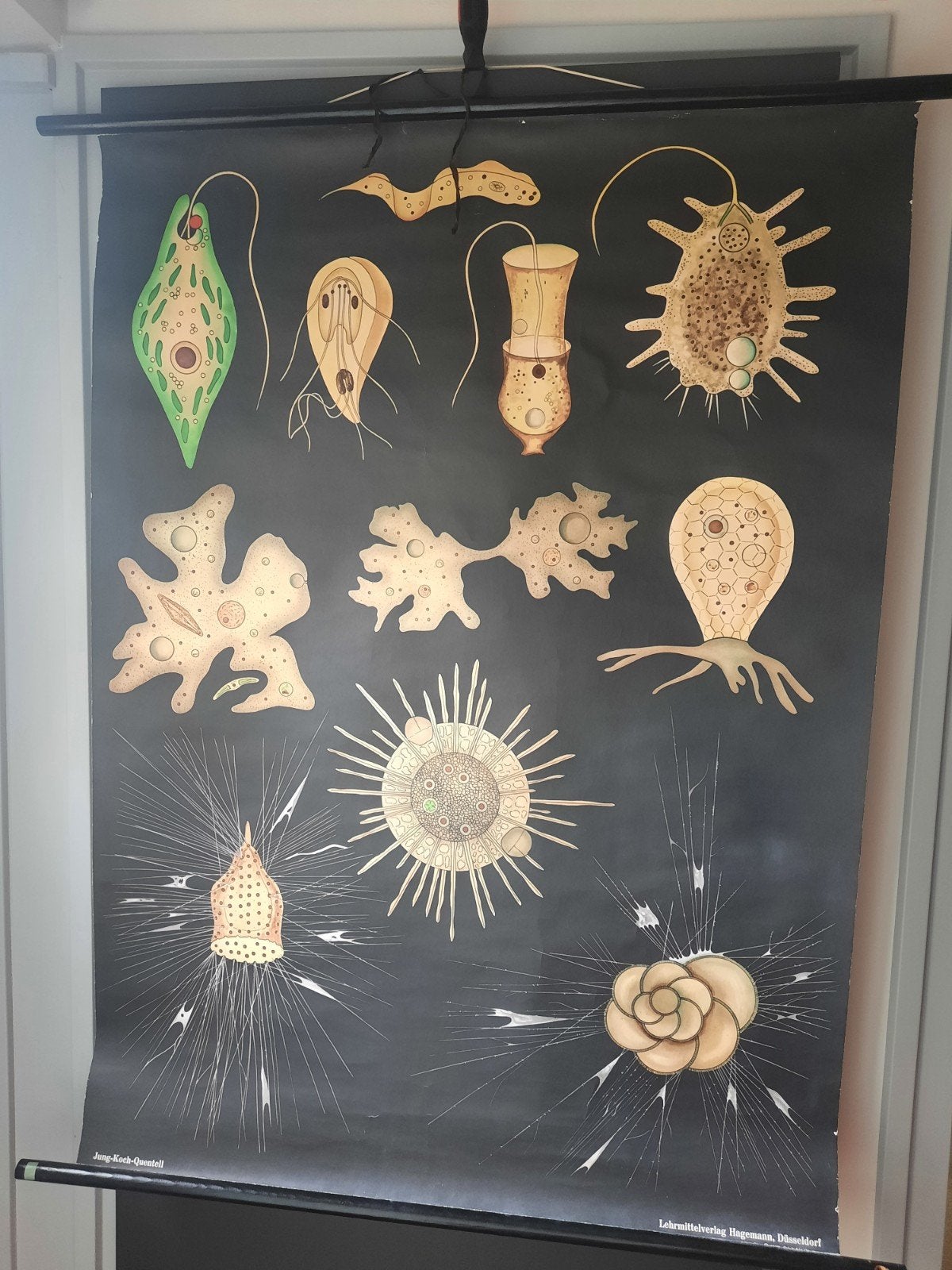 Vintage Biologie Schoolplaat: Micro-organismen 1, Ophalen, Natuur en Biologie