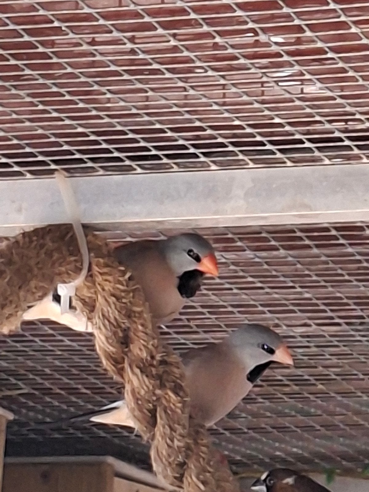 koppel spitstaartamadines en een trio mexicaanse roodmussen, Dieren en Toebehoren, Meerdere dieren