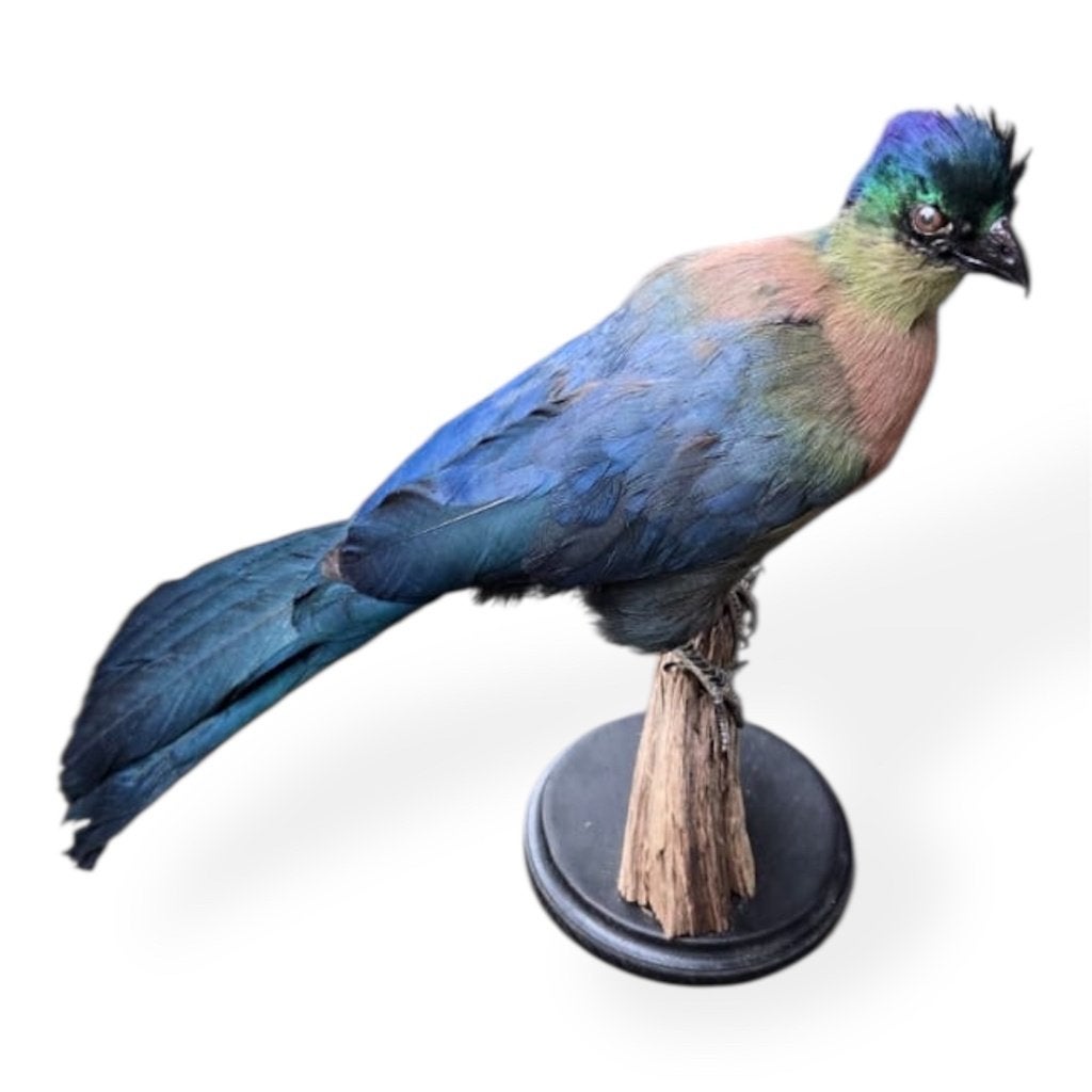 Opgezette Purperkuif Toerako, Ophalen of Verzenden, Nieuw, Vogel, Opgezet dier
