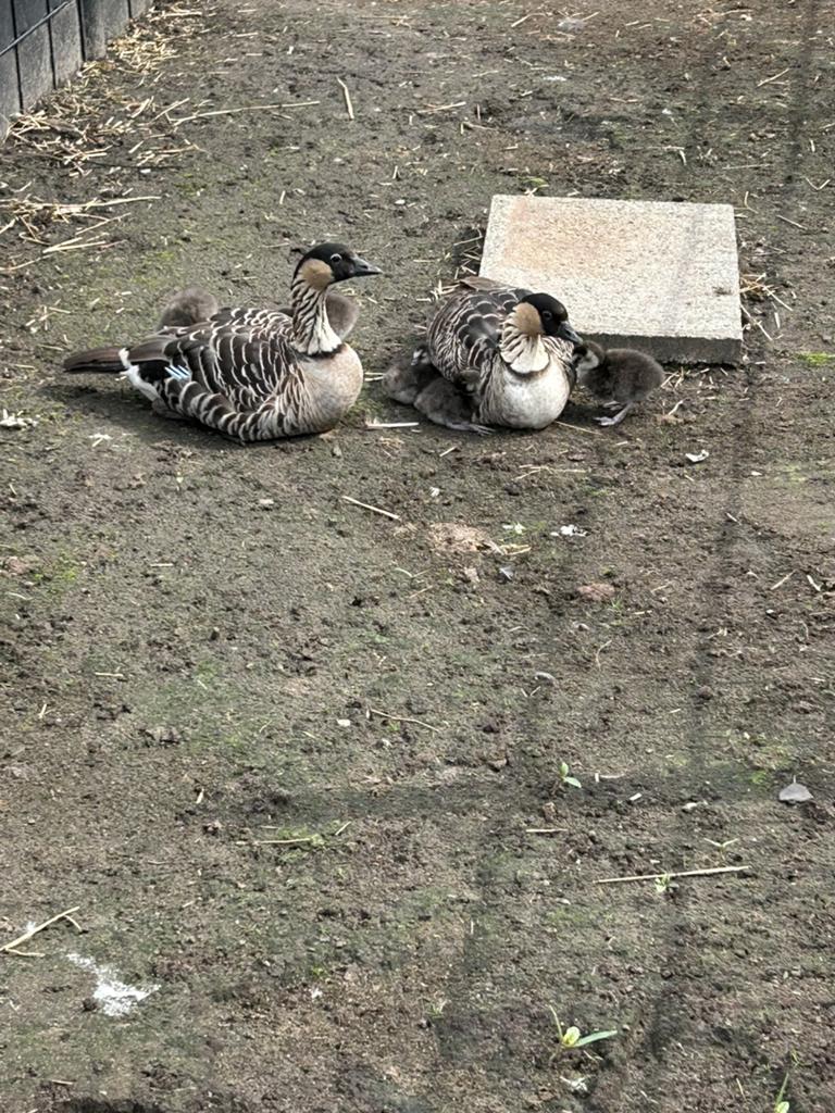 Gevraagd: zwanen en ganzen, Dieren en Toebehoren, Meerdere dieren, Gans of Zwaan