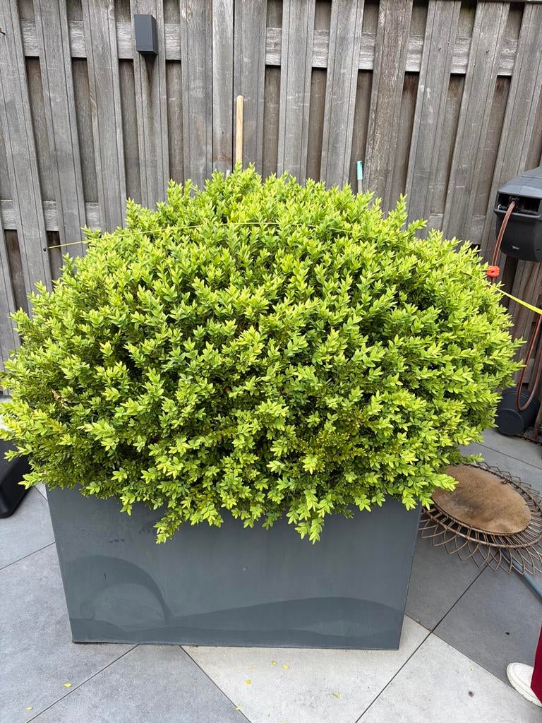 Grote Buxus in pot - minimaal 1x1 meter - Ophalen Nijmegen, Ophalen
