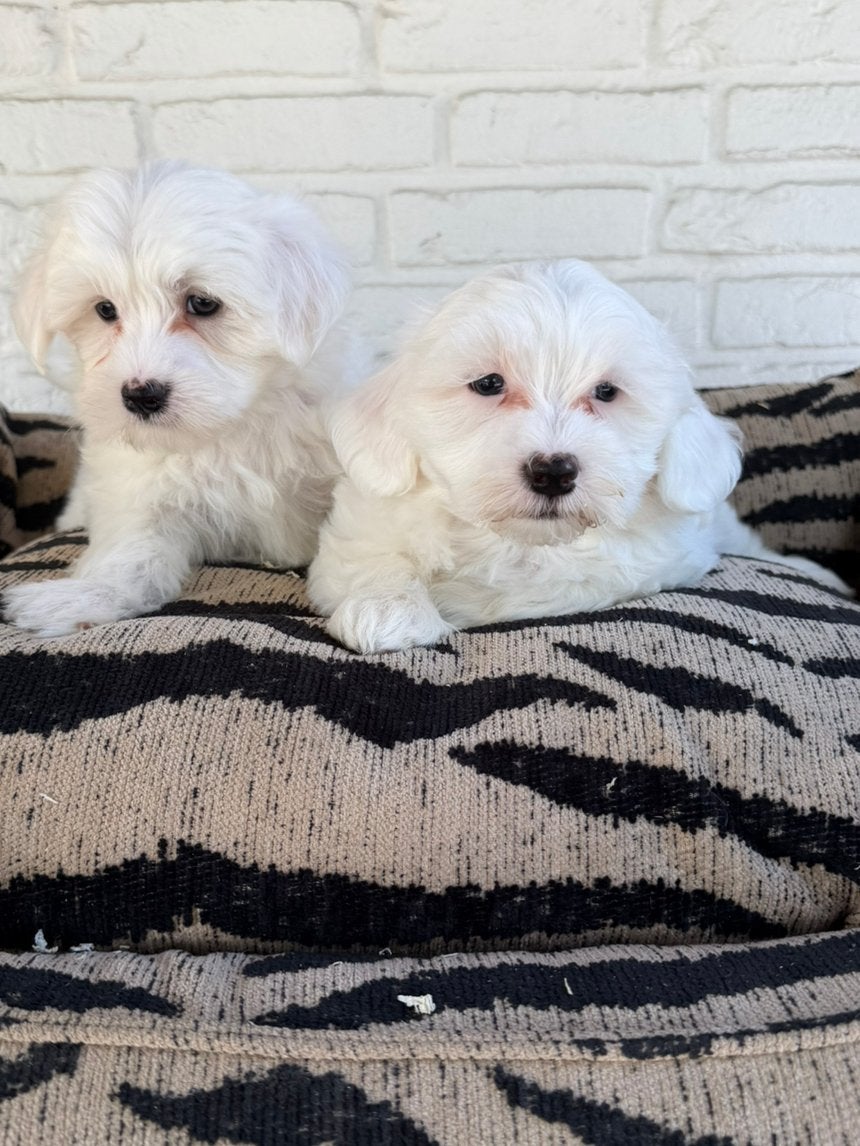 Maltezer pups reutjes, Dieren en Toebehoren, Parvo, Nederland, 8 tot 15 weken, Meerdere