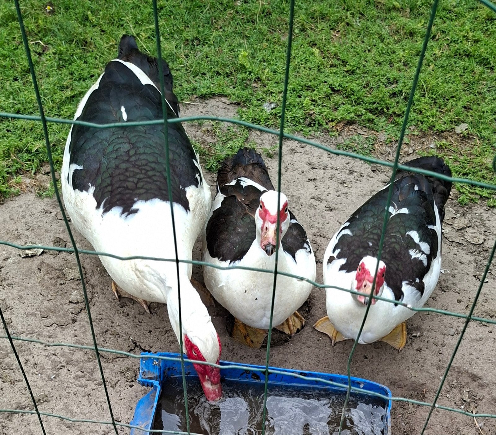 Muskuseenden/Kaapse eenden TE KOOP!, Dieren en Toebehoren, Meerdere dieren, Eend