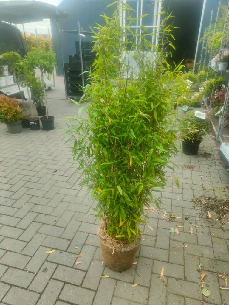 Niet woekerende bamboe. Fargesia rufa. 10 liter pot 100-120, Tuin en Terras, Ophalen, Bamboe, Haag, 100 tot 250 cm