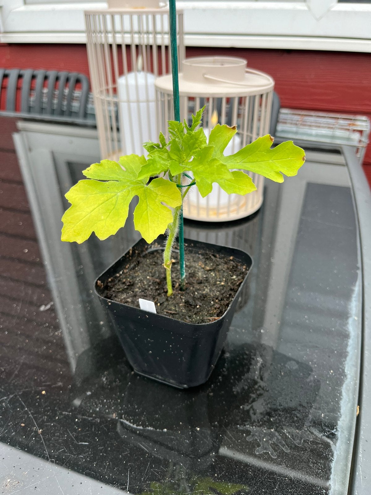 Water meloen moestuin plantje, Ophalen, Eenjarig, Fruitplanten, Volle zon