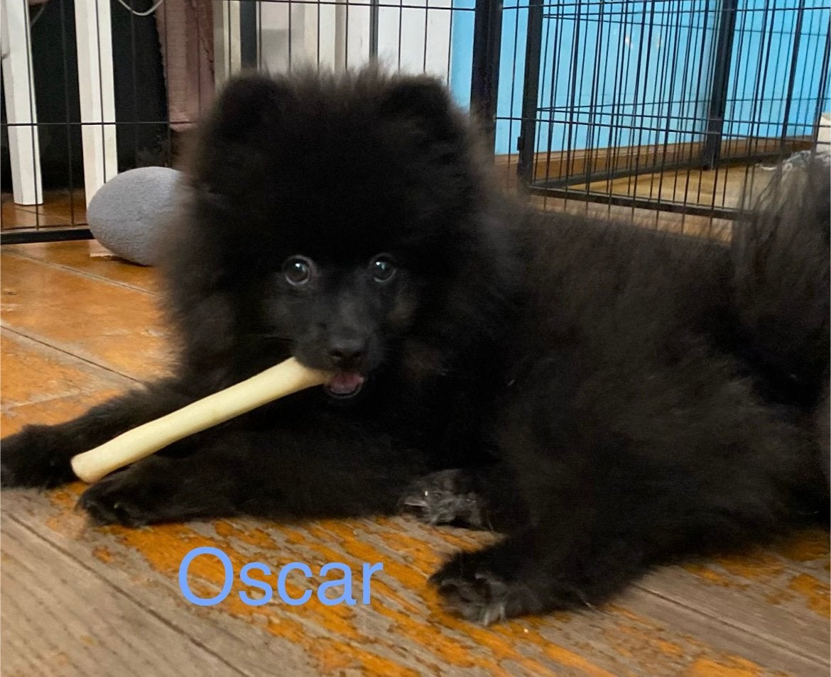 2 Prachtige pomeriaan/dwergkees pups.(Reutjes)💙💙, Overige rassen, 8 tot 15 weken, Parvo, Meerdere