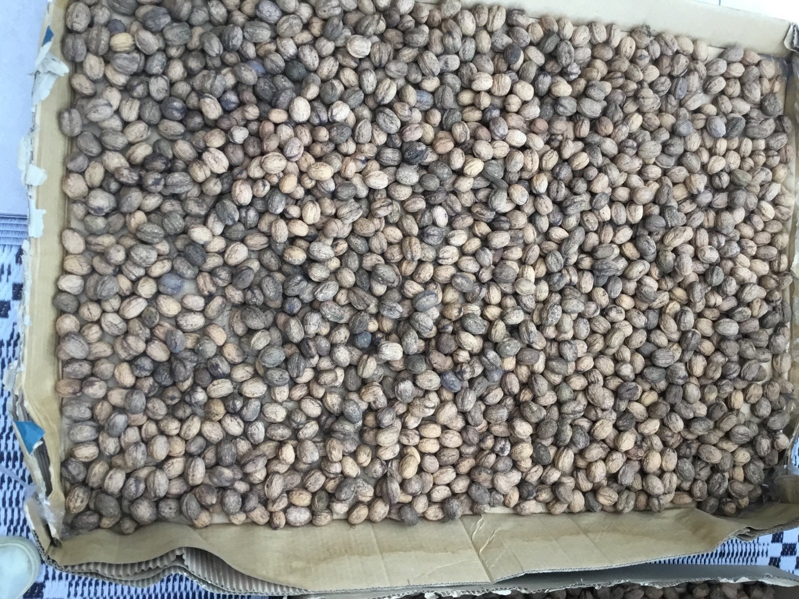 Verse walnoten uit eigen tuin - ca. 20 kg, Ophalen