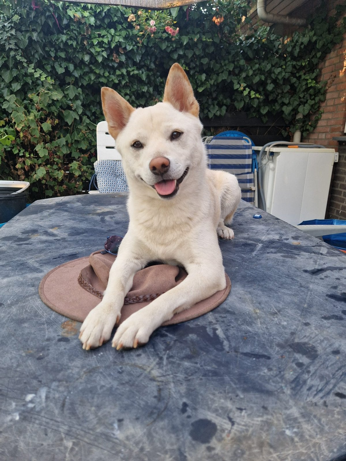 Dekreu Shiba Inu  (vriendelijk, gehoorzaam & kinderproof), Dieren en Toebehoren, Parvo, Eén hond, 3 tot 5 jaar, Nederland