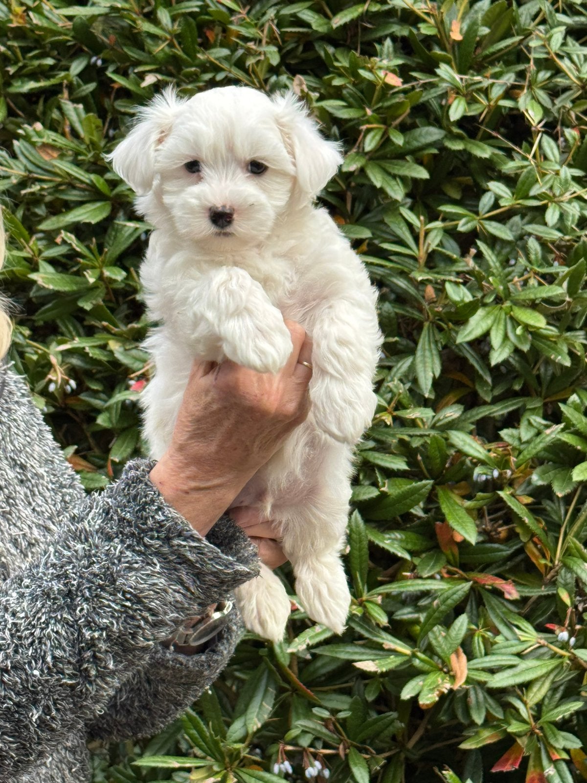 Beeldschone  Maltezer pups! Uitstekend verzorgd, Maltezer, Nederland, CDV (hondenziekte), 8 tot 15 weken
