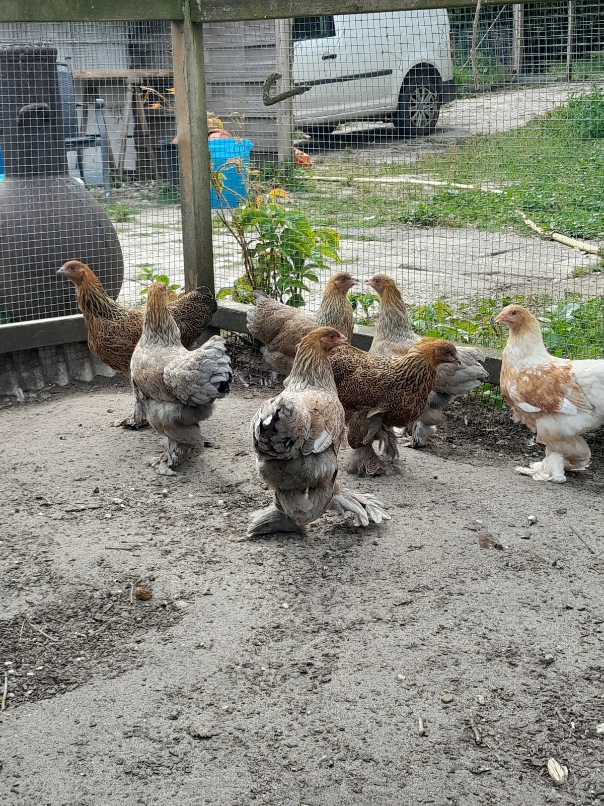 Brahma kriel hennetjes, Dieren en Toebehoren, Pluimvee, Vrouwelijk, Kip