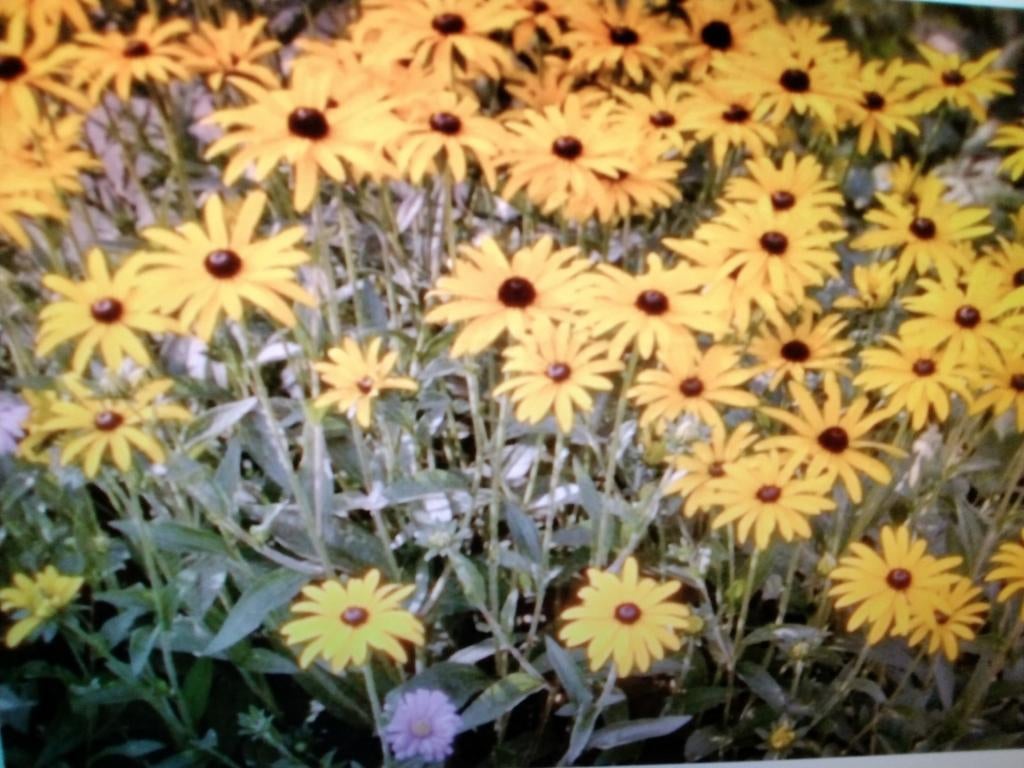 Rubeckia en monarda, Ophalen, Overige soorten