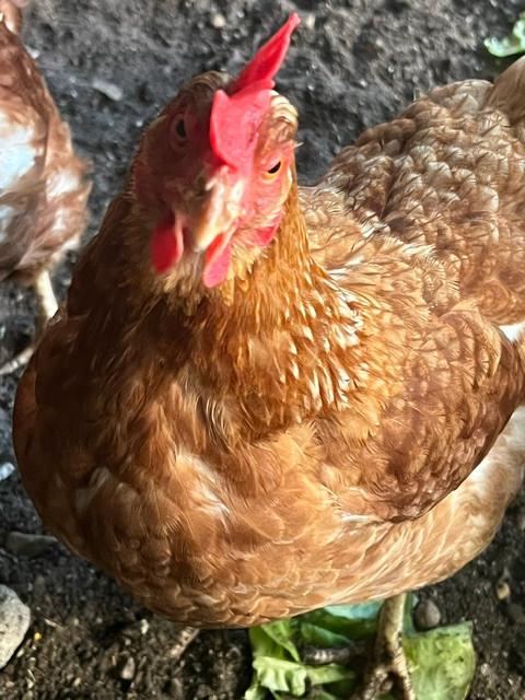 kippen, Dieren en Toebehoren, Vrouwelijk, Kip