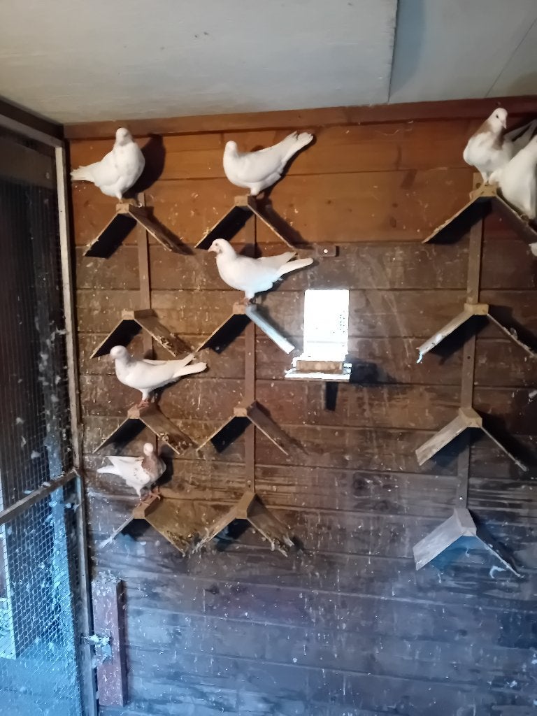Duiven,  Cumulet, hoogvliegers ., Dieren en Toebehoren, Vogels | Duiven, Meerdere dieren, Overige soorten