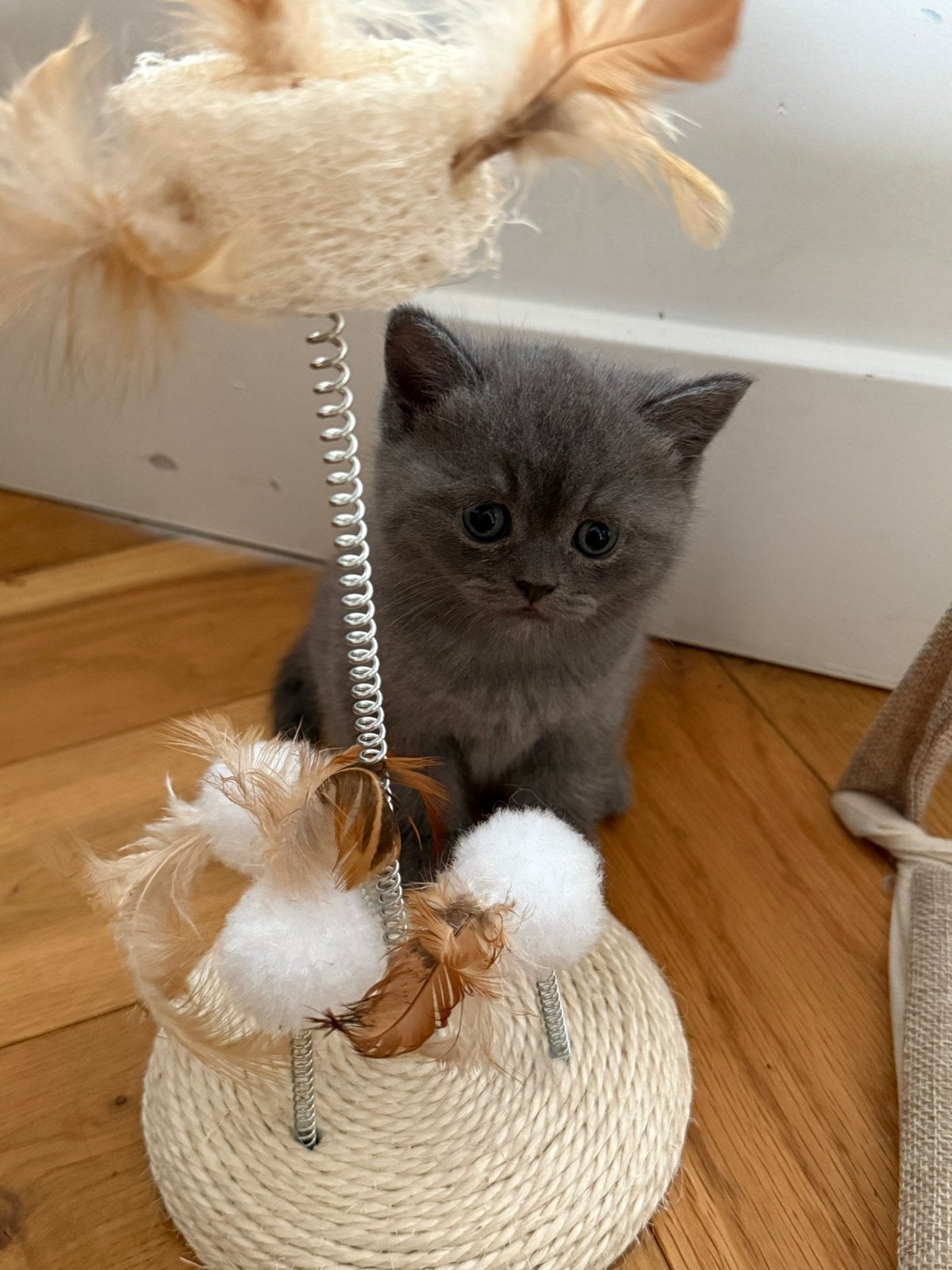 British Shorthair Kittens / Britse Korthaar kittens, Meerdere dieren, Kortharig, 0 tot 2 jaar