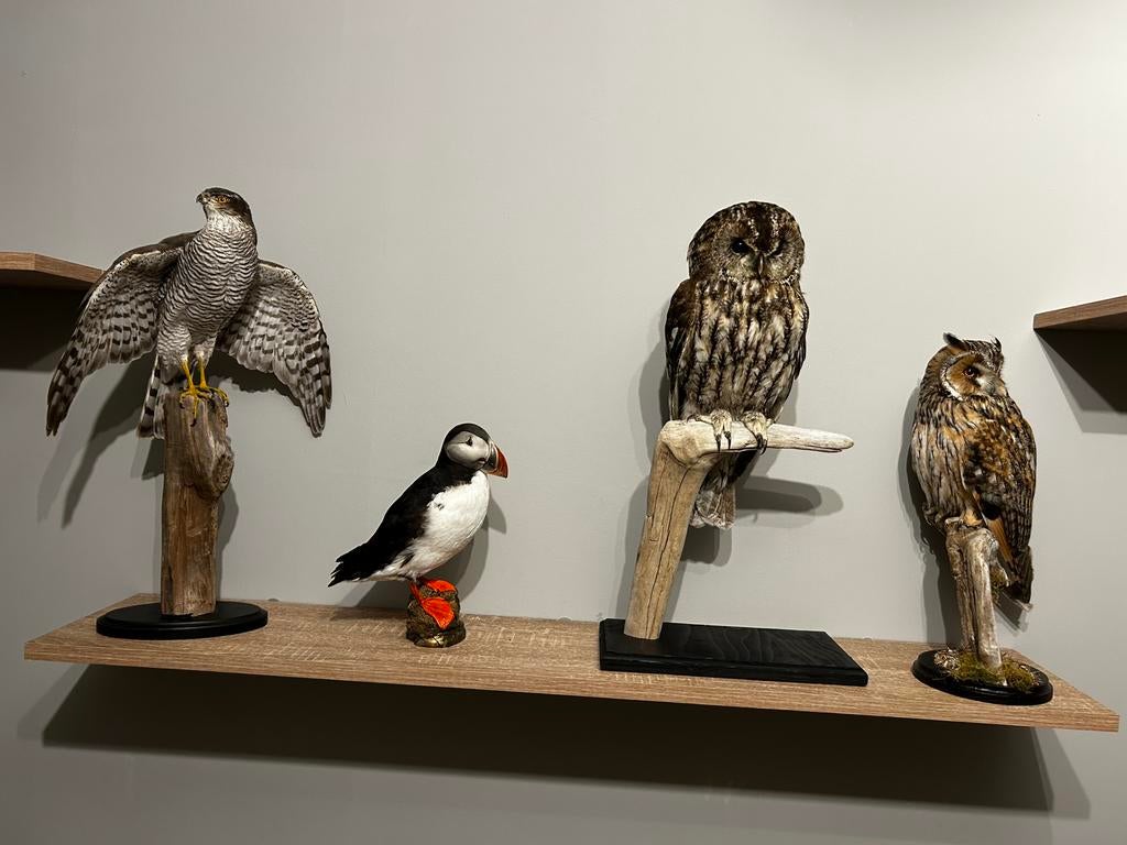 Gezocht! Dode Vogels, Verzamelen, Dierenverzamelingen, Ophalen of Verzenden, Zo goed als nieuw, Vogel, Overige typen