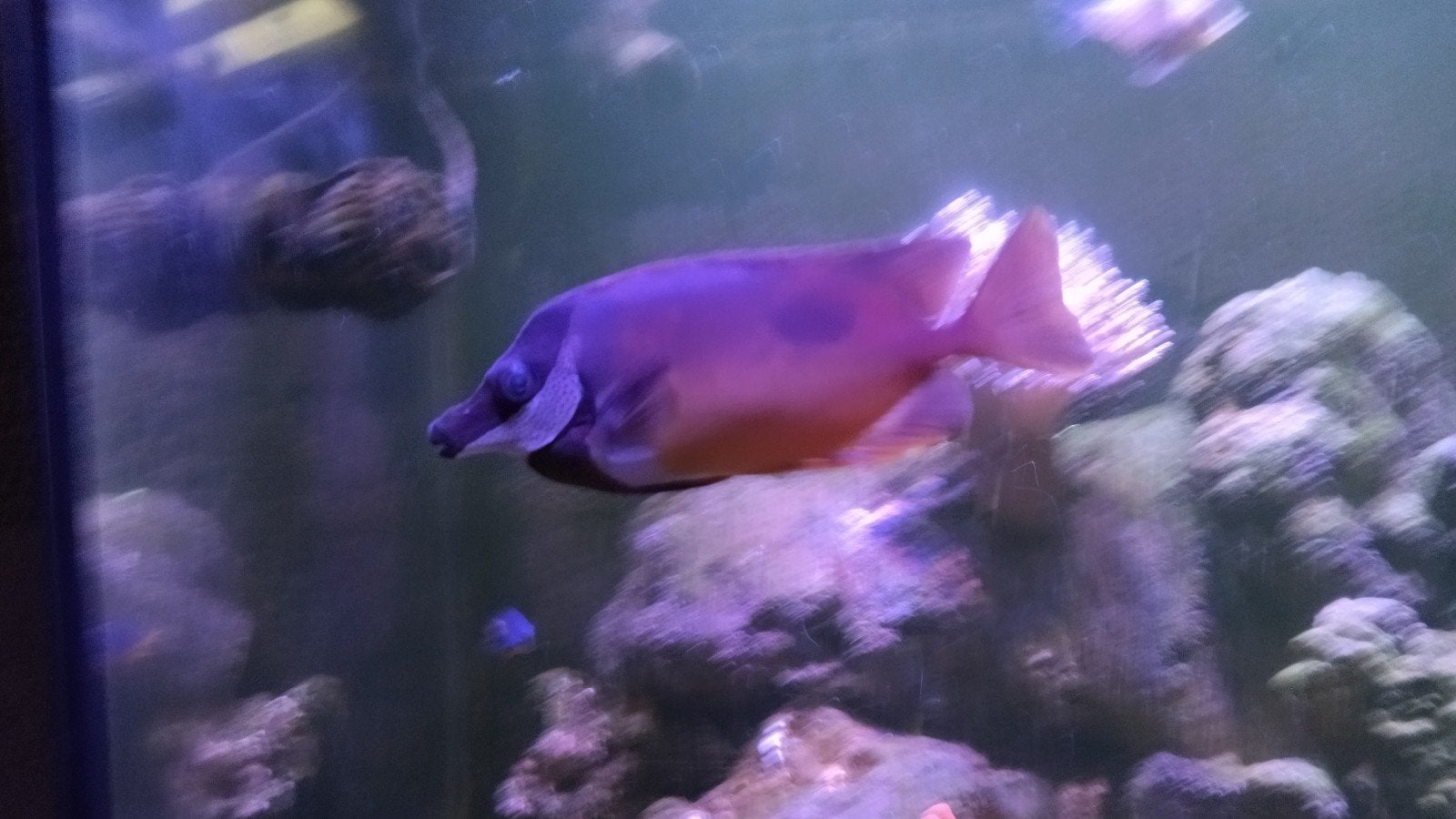 vossekop voor zeewater aquarium., Dieren en Toebehoren, Vissen | Aquariumvissen, Vis