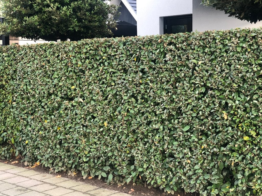 Bladhoudende Olijfwilg - Mooie, volle haagplanten, Volle zon, Vaste plant, Zomer, Ophalen