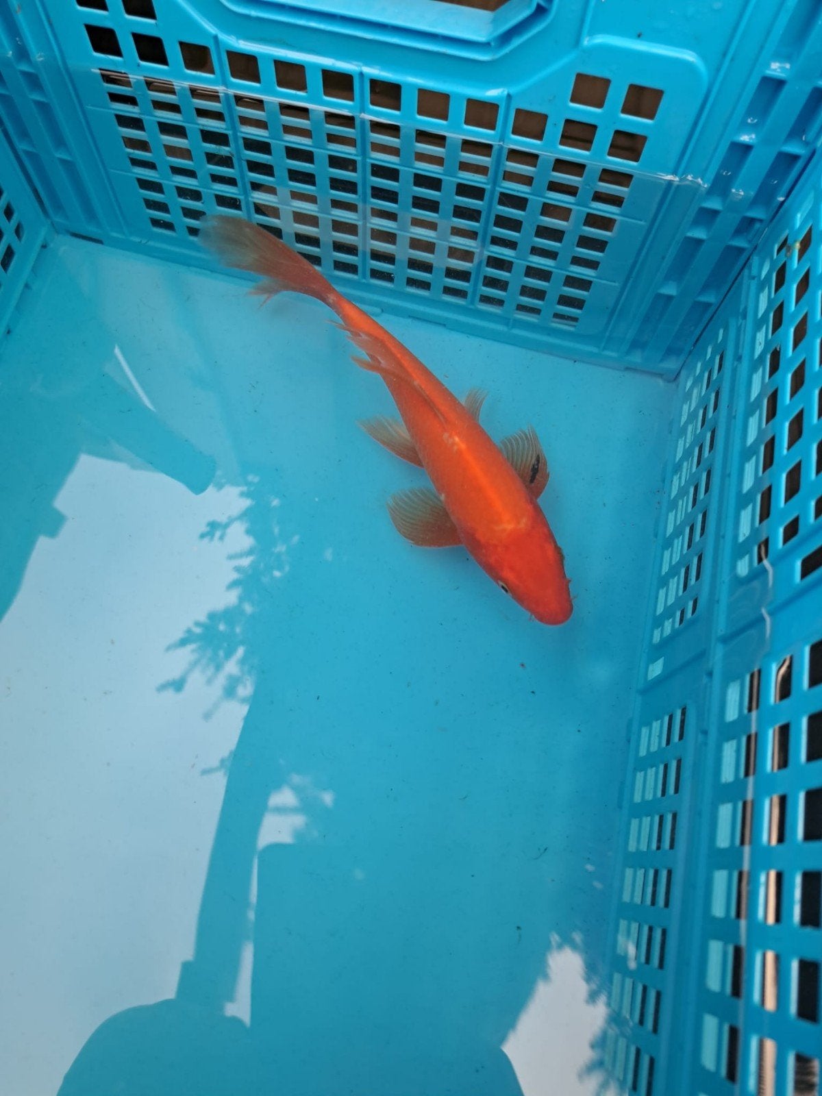 tosai Butterfly 27cm, Karper of Koi